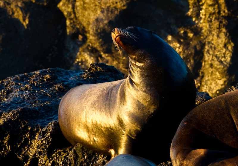 California Sea Lion